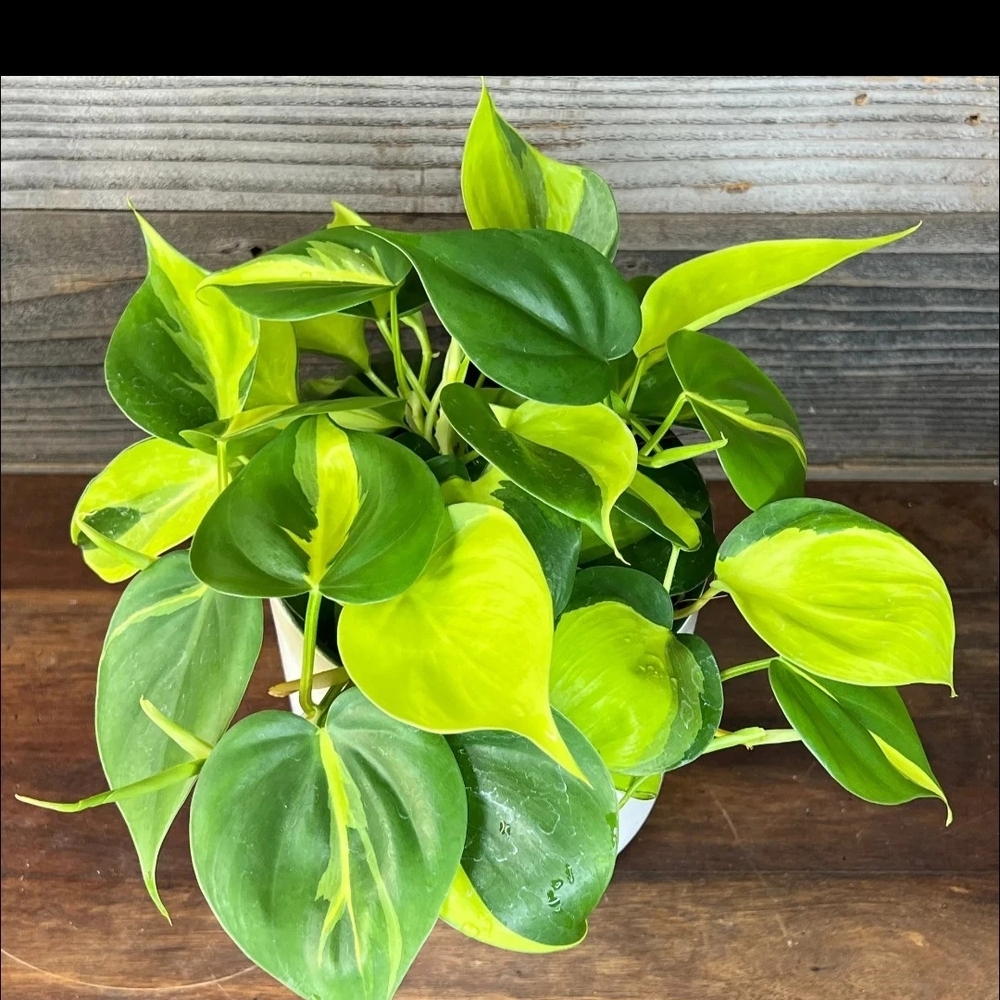 *LIVE* Brazil Pothos Plant w/Vibrant Green & Yellow Leaves Fully Rooted & Potted